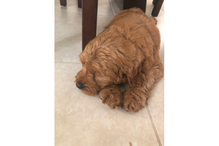 Friendly Mini Goldendoodle Baby