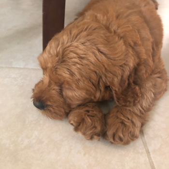 Fluffy Mini Goldendoodle Poodle Mix Pup