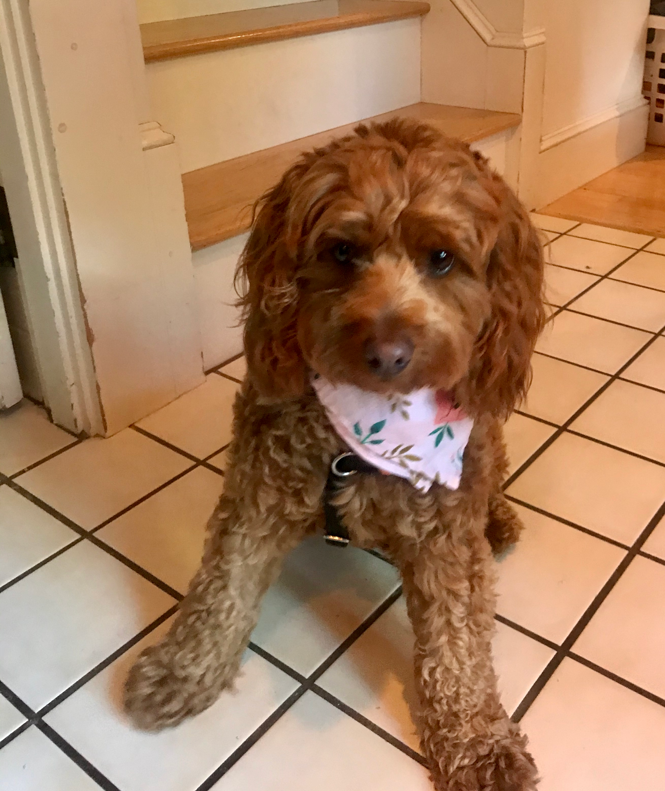 Adorable Golden Retriever Poodle Mix Puppy