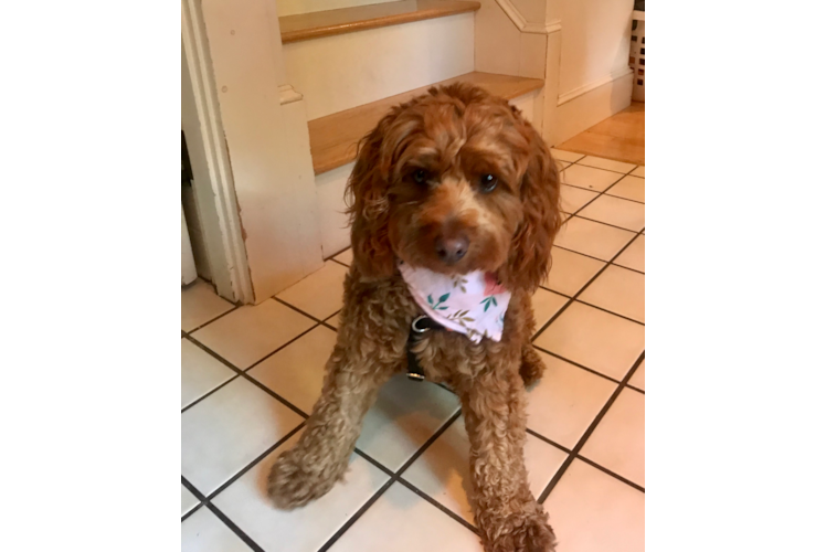 Adorable Golden Retriever Poodle Mix Puppy