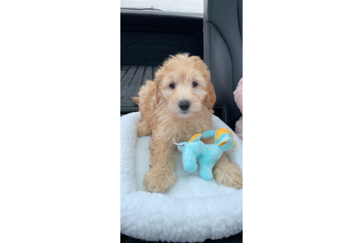 Mini Goldendoodle Pup Being Cute