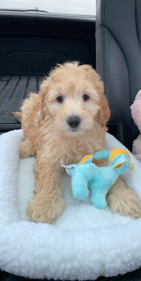 Mini Goldendoodle Being Cute