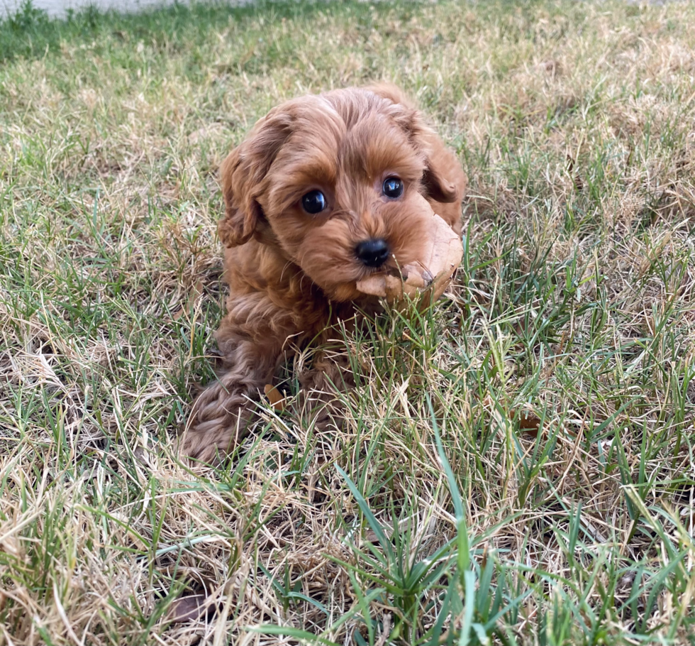 Mini Goldendoodle Being Cute