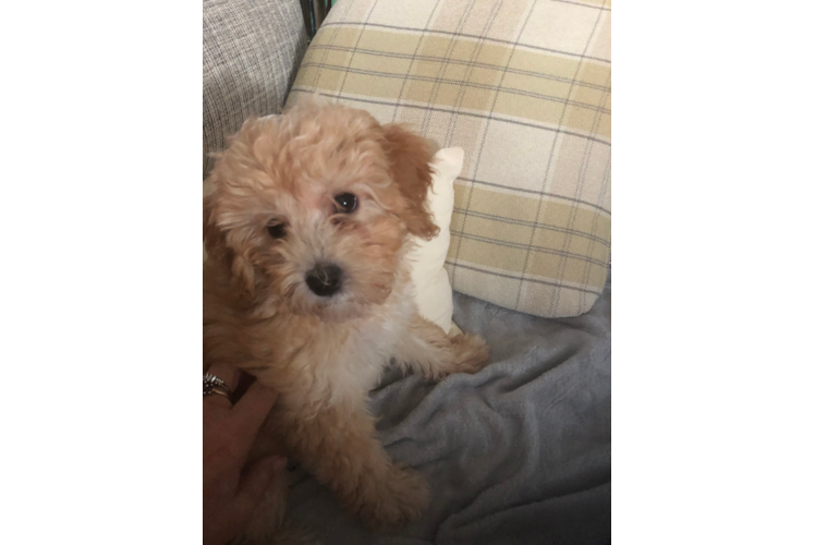 Mini Goldendoodle Puppy for Adoption