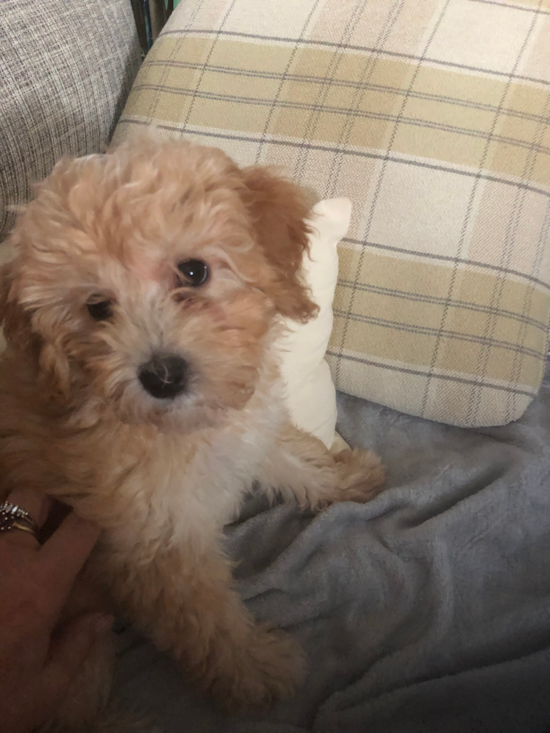 Playful Golden Retriever Poodle Mix Pup