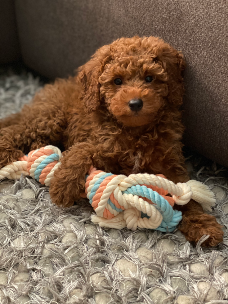 Little Golden Retriever Poodle Mix Pup