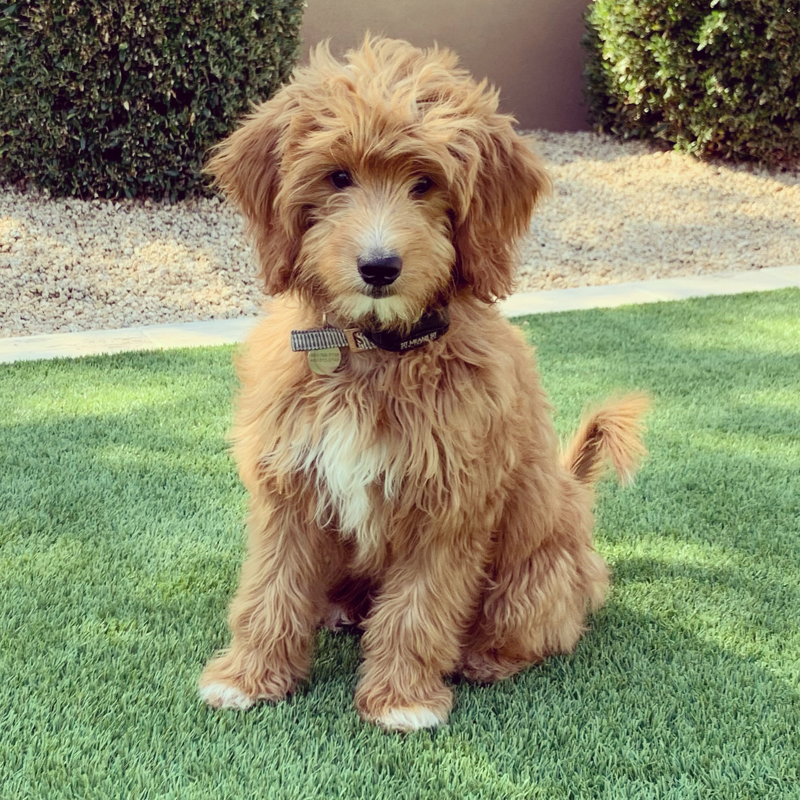 Happy Mini Goldendoodle Baby