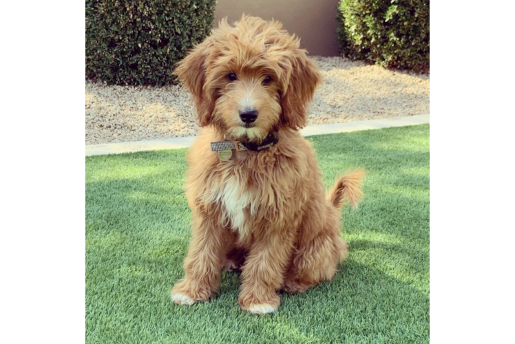 Happy Mini Goldendoodle Baby