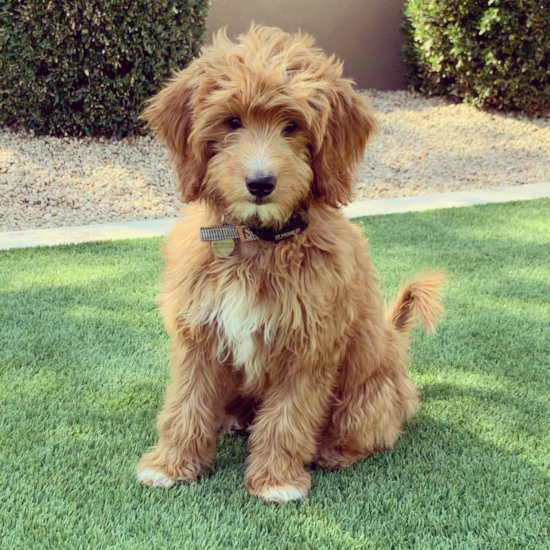 Sweet Mini Goldendoodle Pup in Scottsdale AZ