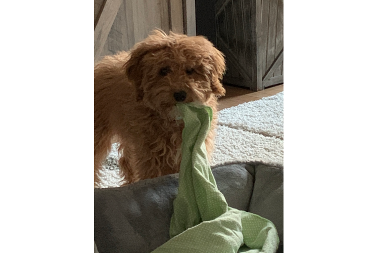 Hypoallergenic Golden Retriever Poodle Mix Puppy