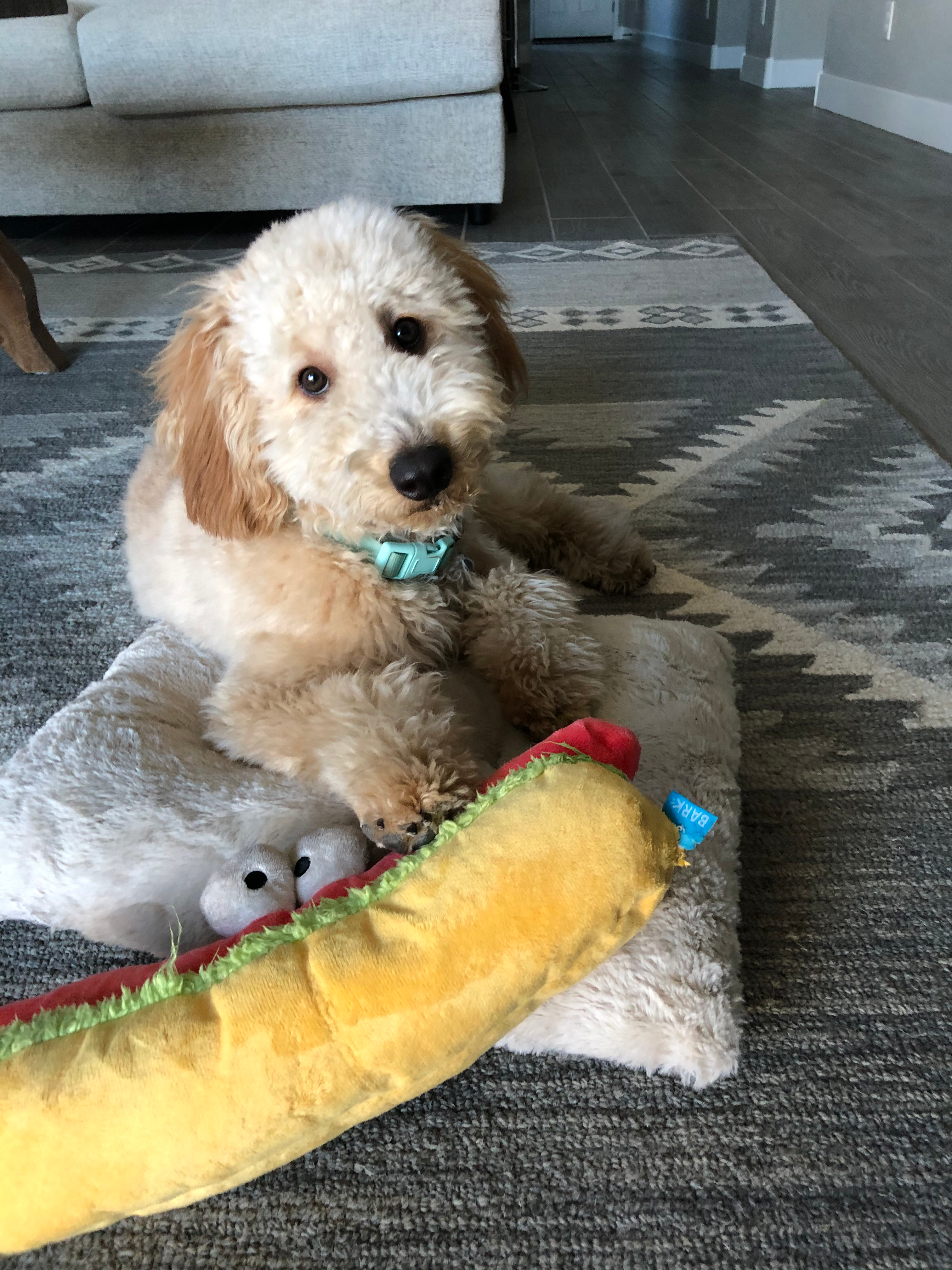 Friendly Mini Goldendoodle Baby