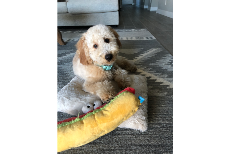 Friendly Mini Goldendoodle Baby