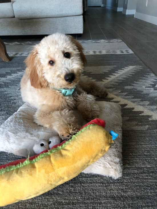 Friendly Mini Goldendoodle Pup