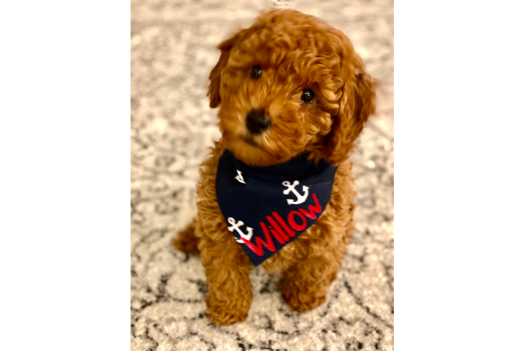 Best Mini Goldendoodle Baby