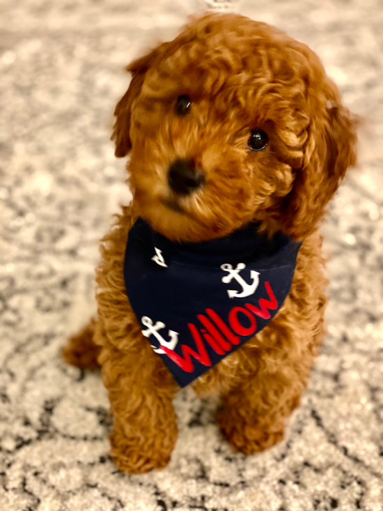 Fresno Mini Goldendoodle Pup