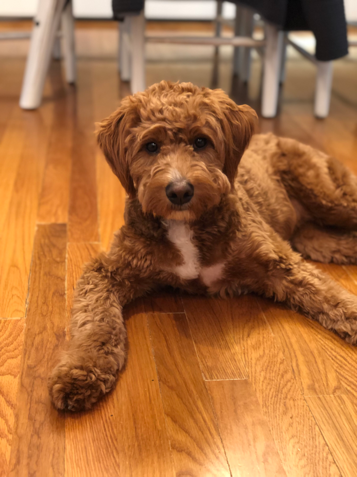 Mini Goldendoodle Being Cute