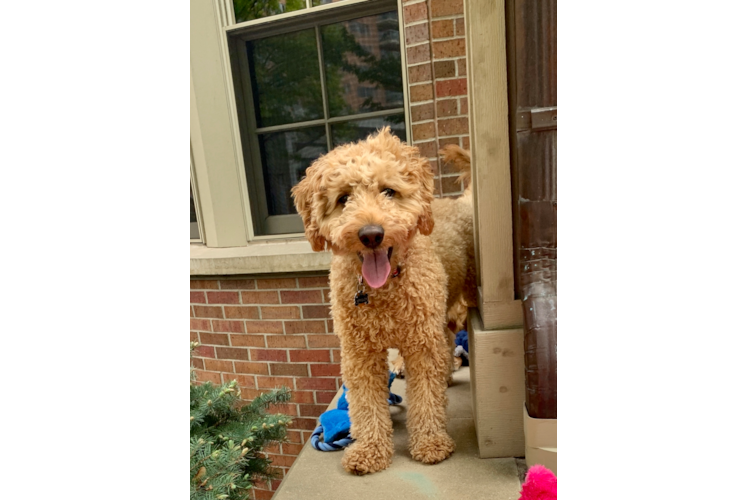 Little Golden Retriever Poodle Mix Puppy