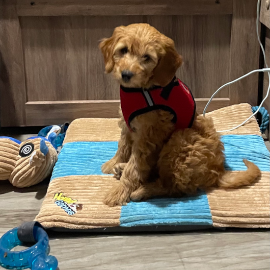 Livermore Mini Goldendoodle Pup