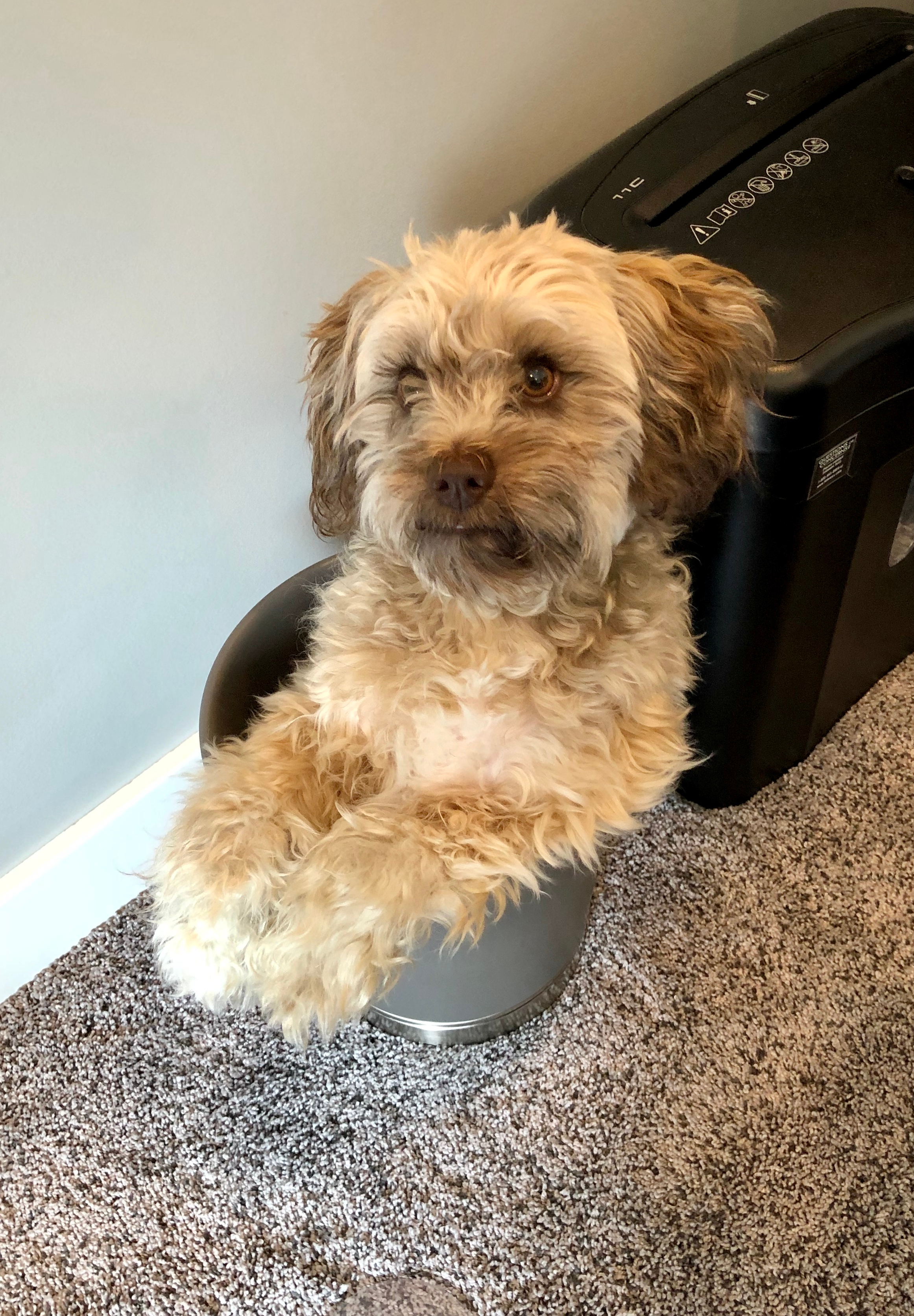 Best Mini Labradoodle Baby