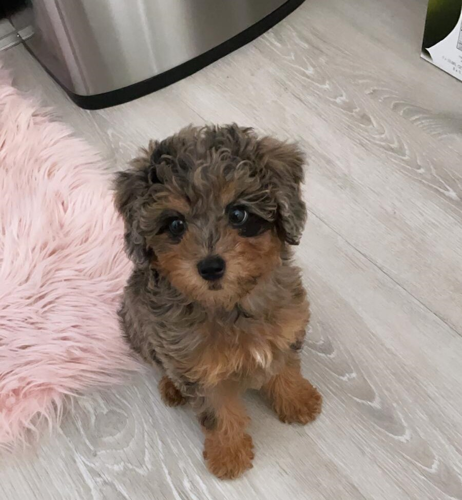 Cute Mini Labradoodle Pup