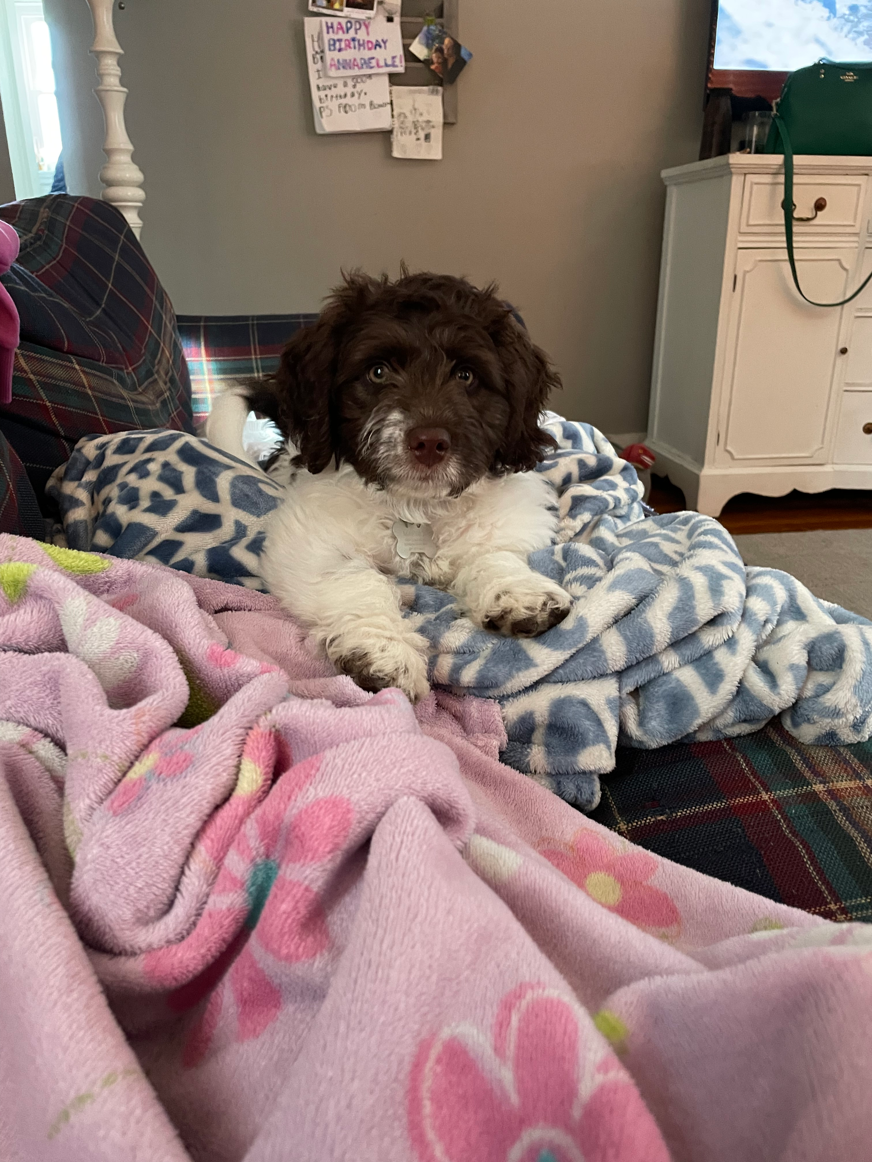 Little Labrador Poodle Mix Puppy