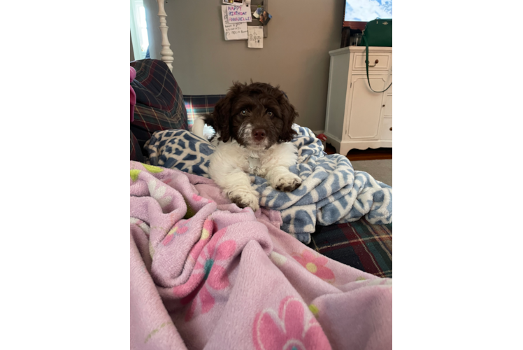 Little Labrador Poodle Mix Puppy