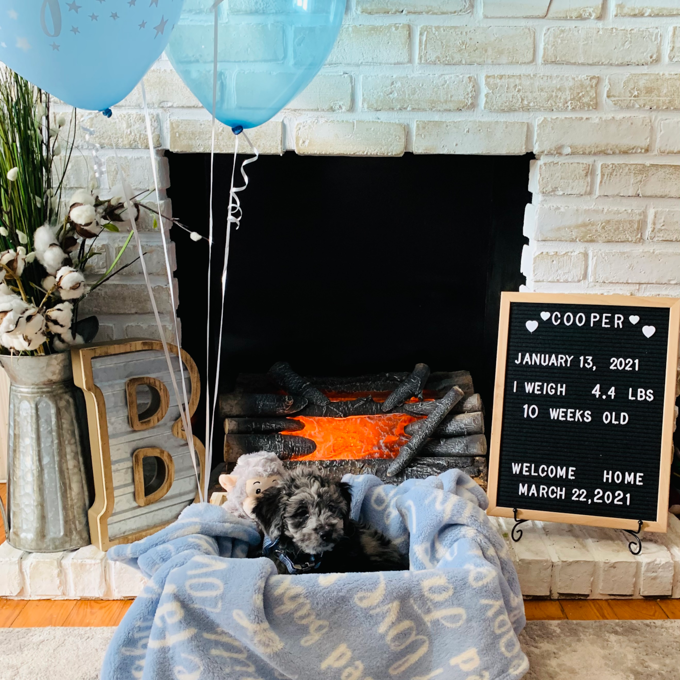 Toy & Mini Sheepadoodle Puppies for Sale | Premier Pups