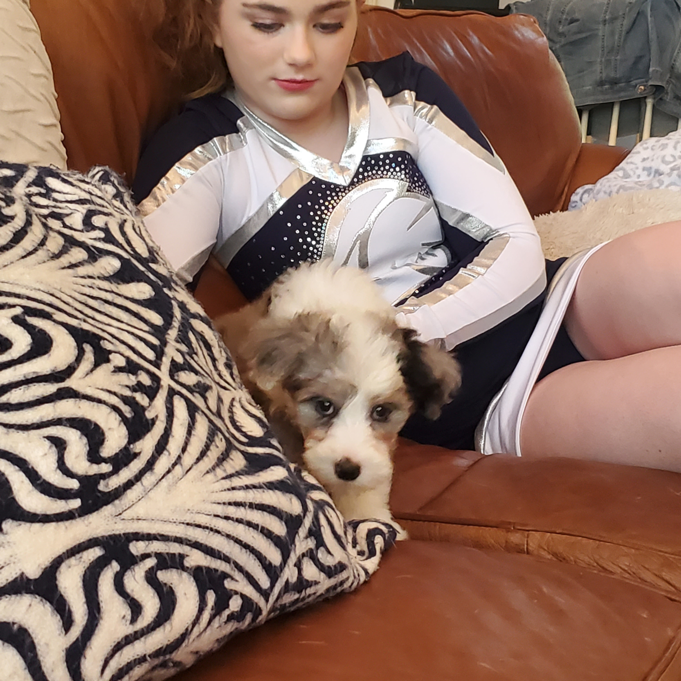 Toy & Mini Sheepadoodle Puppies for Sale | Premier Pups