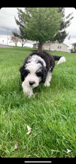 Petite Mini Sheepadoodle Poodle Mix Pup