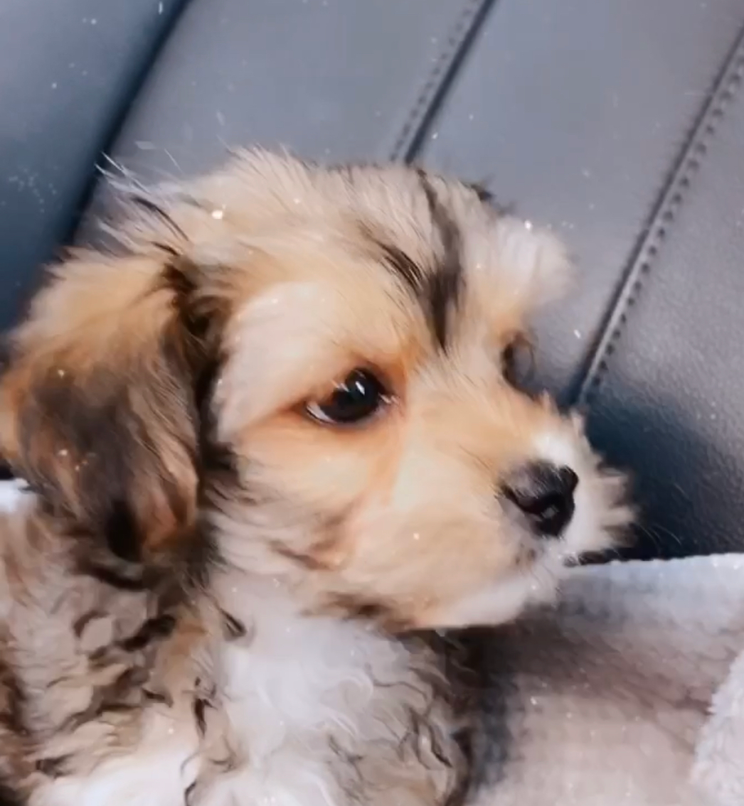 Morkie Pup Being Cute