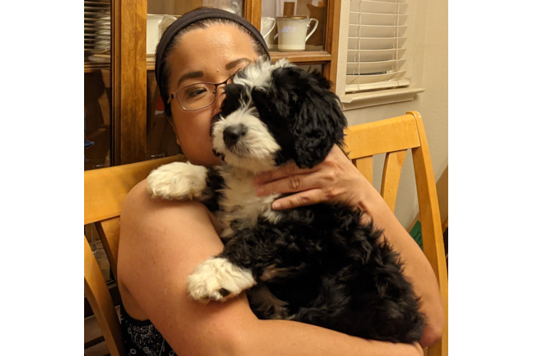 Best Mini Bernedoodle Baby