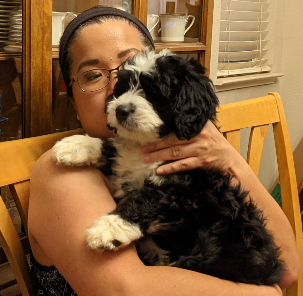 Playful Mini Berniedoodle Poodle Mix Pup