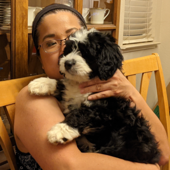 Playful Mini Berniedoodle Poodle Mix Pup