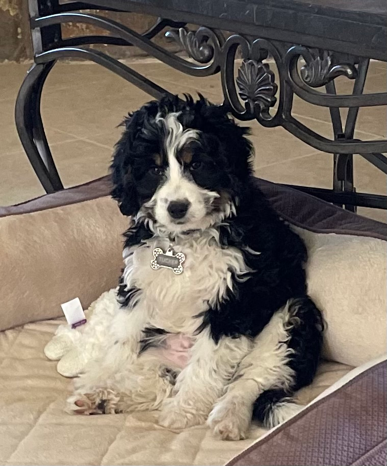 Best Mini Bernedoodle Baby