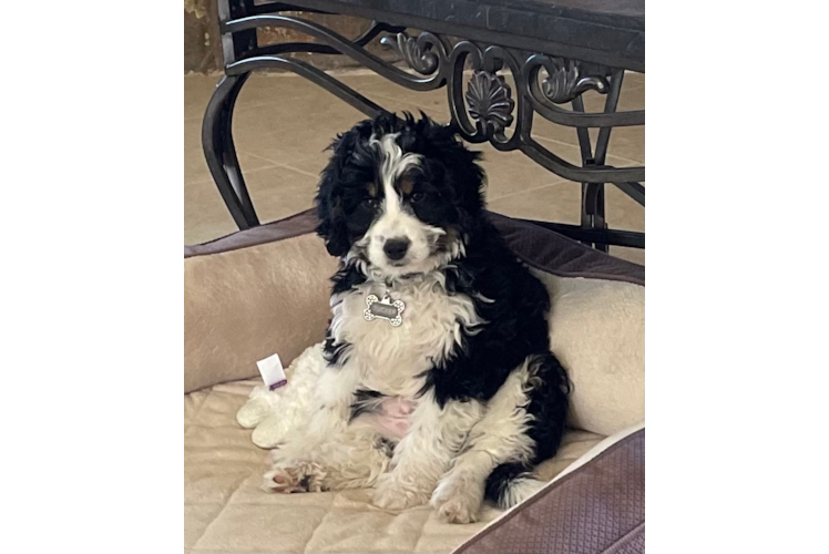 Best Mini Bernedoodle Baby