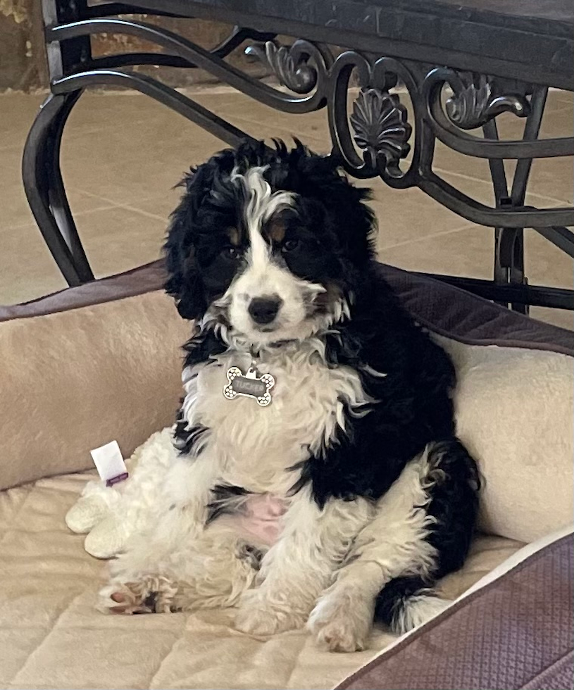 Mini Bernedoodle Being Cute