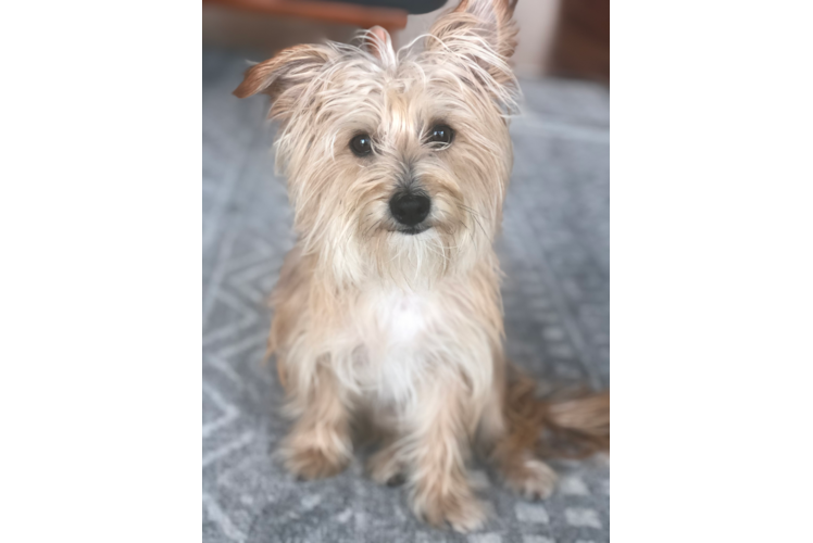 Morkie Puppy for Adoption