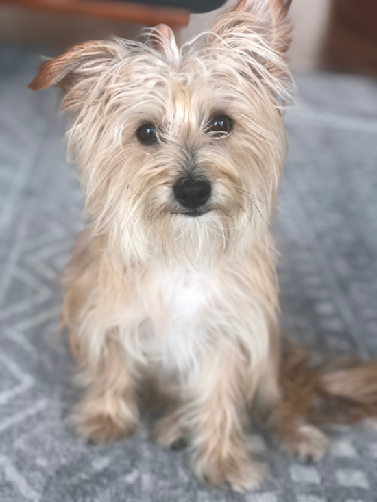 Petite Morkie Designer Pup