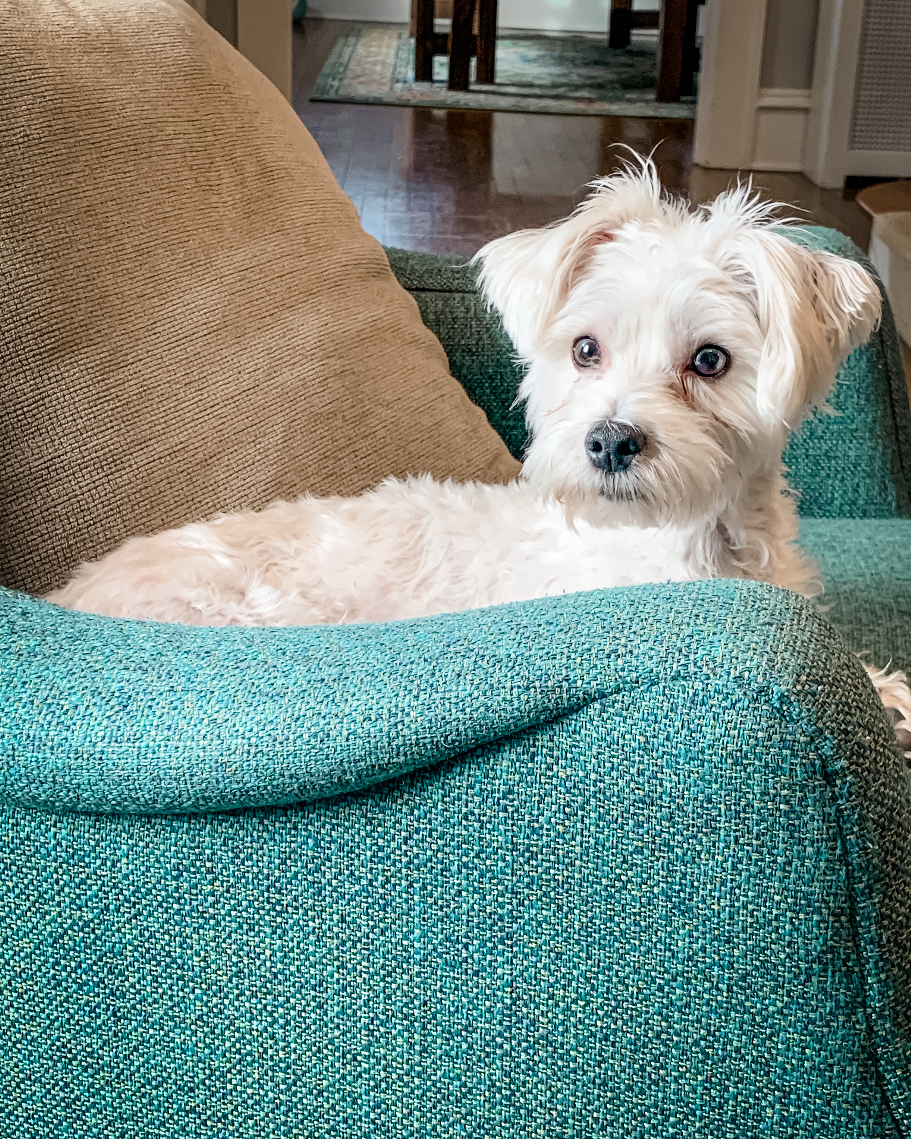 Best Morkie Baby