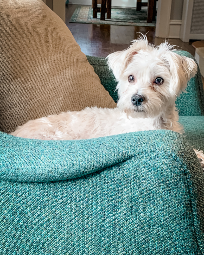 Sweet Morkie Pup in West Virginia