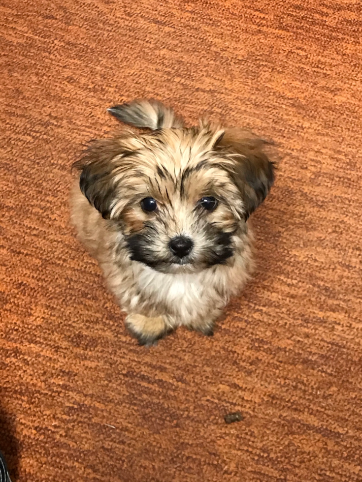 Petite Morkie Designer Pup