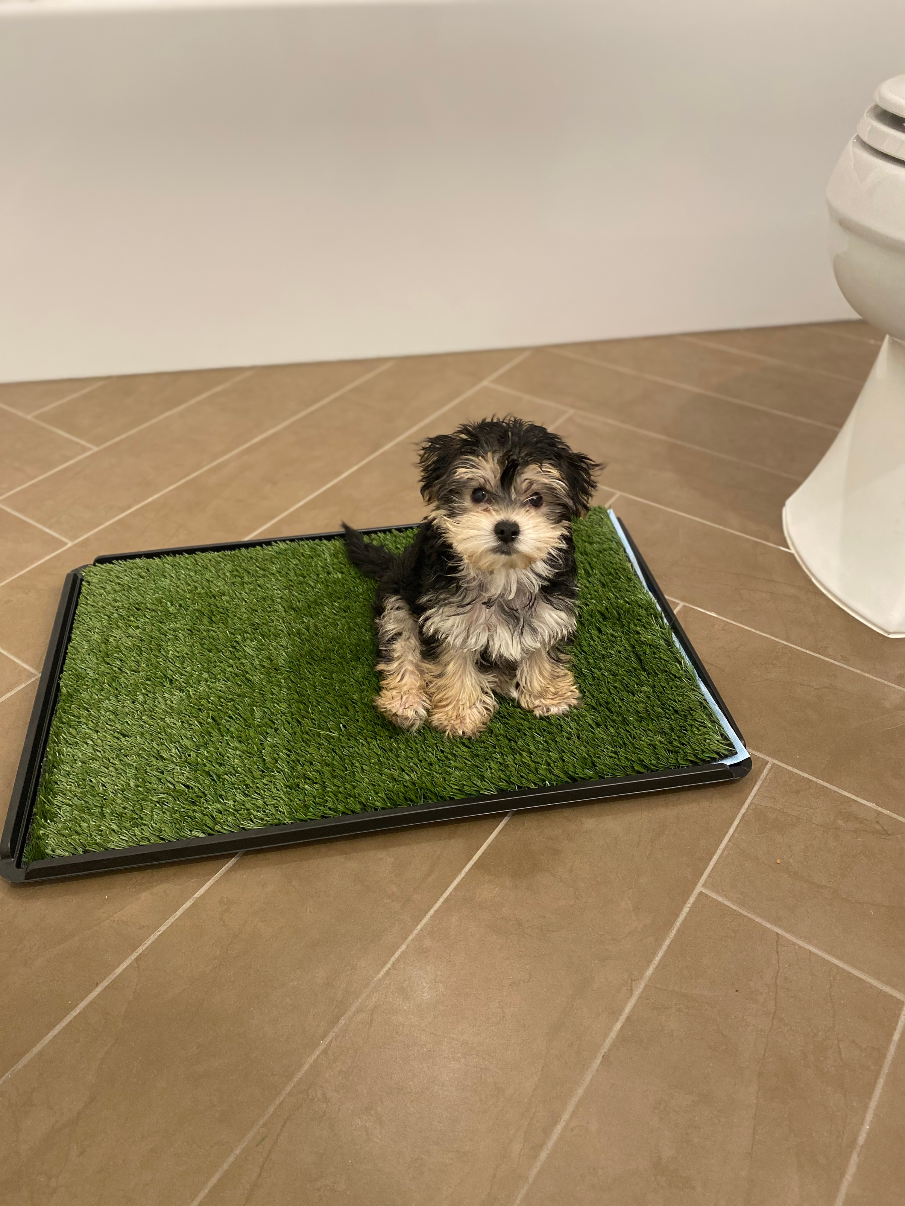 Adorable Yorkie Designer Puppy