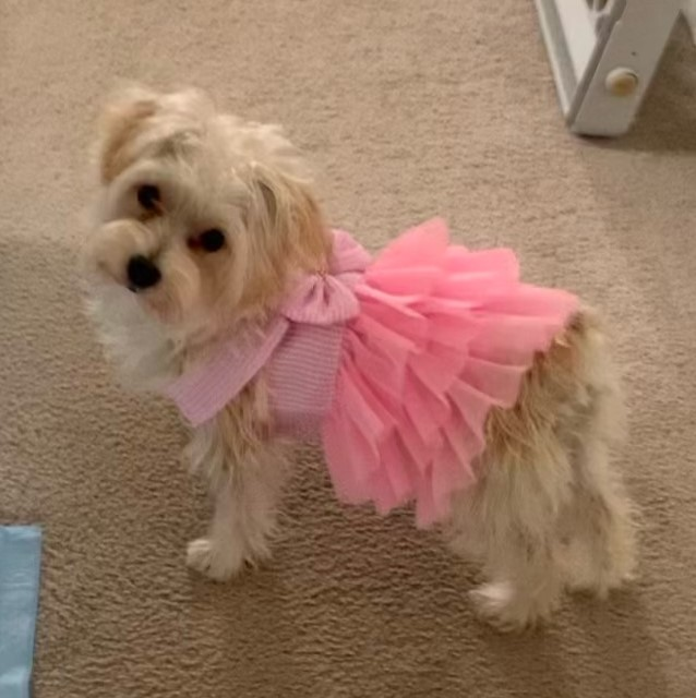 Morkie Pup Being Cute