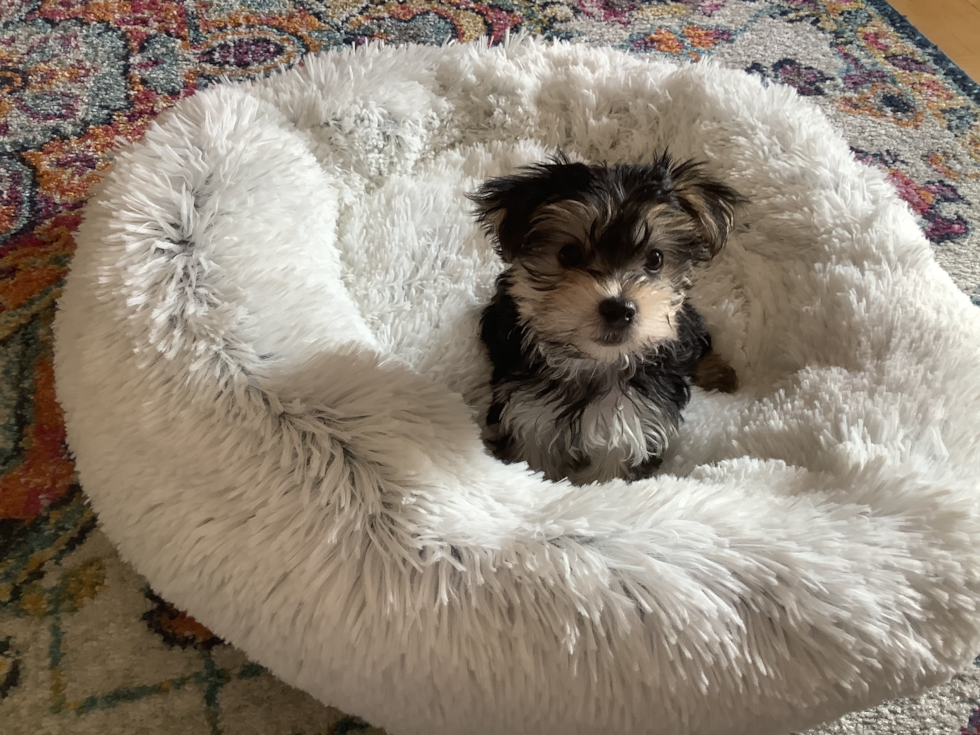 Popular Morkie Designer Pup