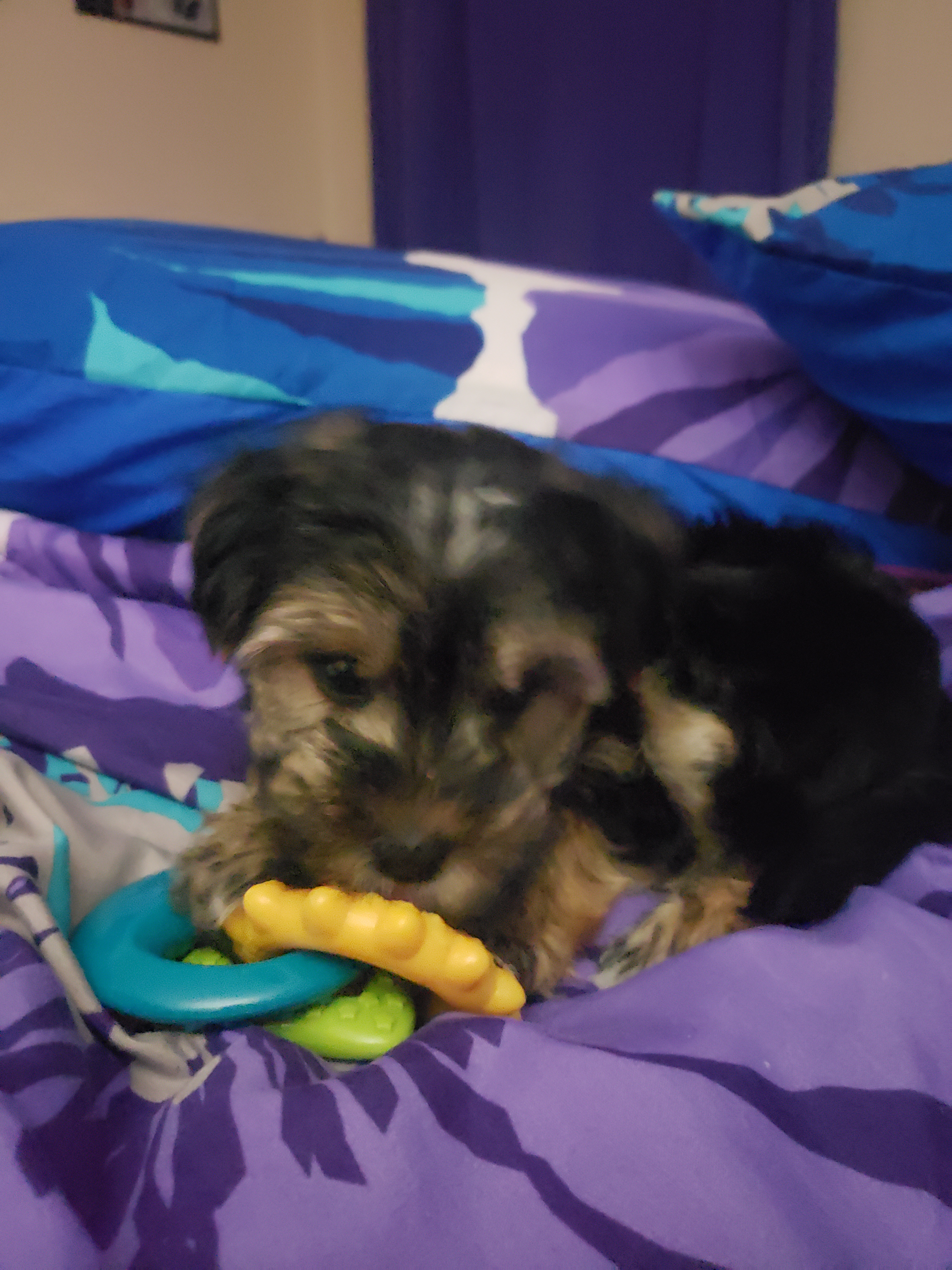 Cute Morkie Baby