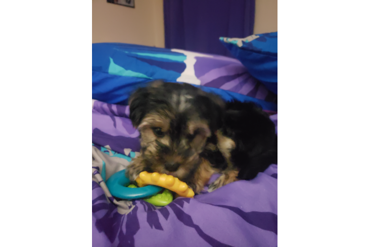 Cute Morkie Baby