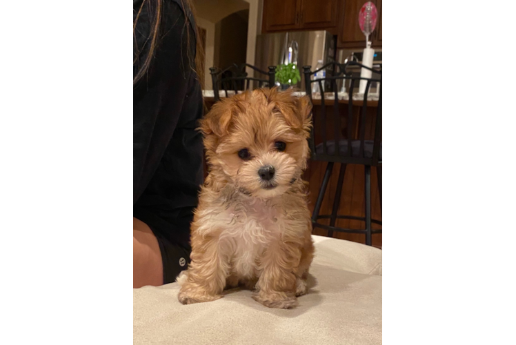 Morkie Pup Being Cute