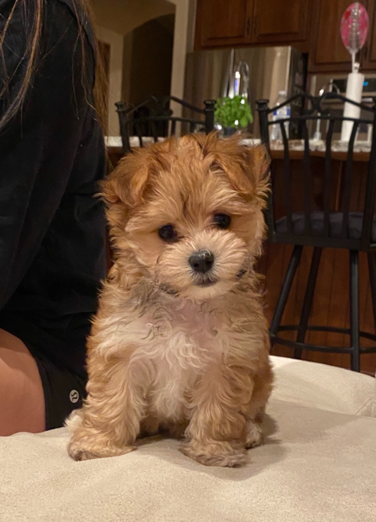 HENDERSON Morkie Pup