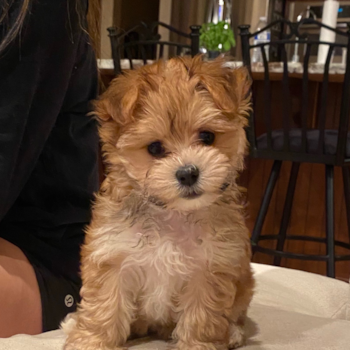 HENDERSON Morkie Pup