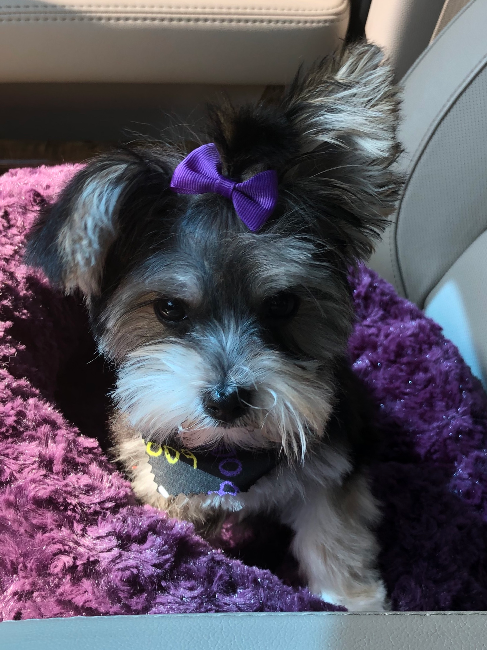 Cute Morkie Baby